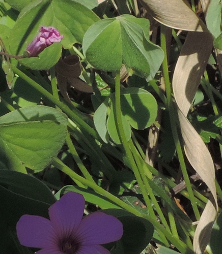 fiori rosa fuxia:  Oxalis articulata